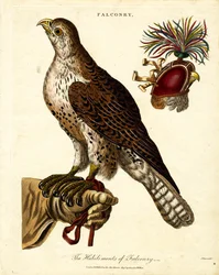 The Habiliments of Falconry