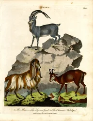 The Ibex; the Syrian Goat; and the Chamois Antelope