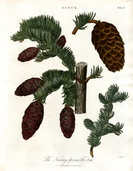 The Norway Spruce Fir-tree