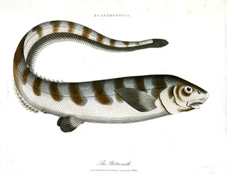 The Notacanth