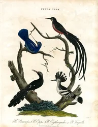 Upupa and Yunx (Hoopoe and Wryneck)