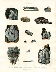 Various Lichen Species of the Genus Parmelia