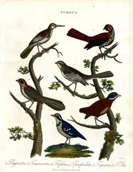 Various Thrush Species