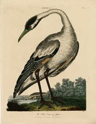 White Crane of Japan (Ardea)