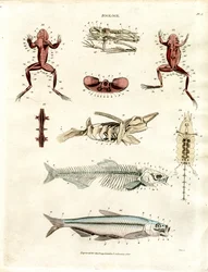 Zoological Anatomical Illustrations (Plate 5)
