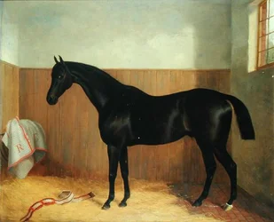 Tommy, Portrait of a Horse, c.1870s
