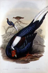 Euplocomus Swinhoii, engraved by Walter & Cohn, London, pub. between 1850-83