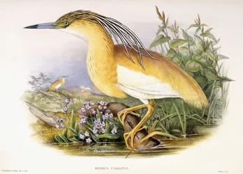 Buphus Comatus, c.1862-3