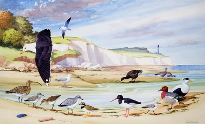 Sea Birds