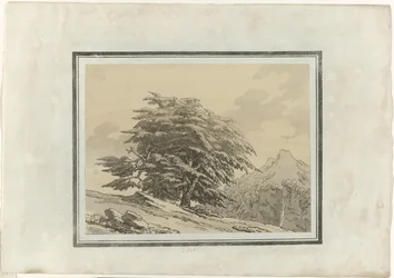 Cedar