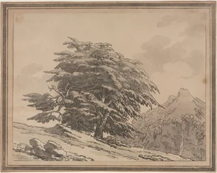 Delineations of the General Character Ramifications and Foliage of Forest Trees: Cedar, 1789
