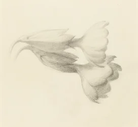 Cowslip Bells, probably 1871