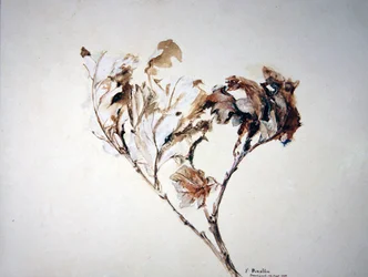 Study of Oak Leaves