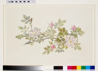 Study of Wild Rose