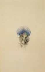 Study of a Peacock Feather