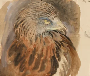 The Head of a Kite, from Life