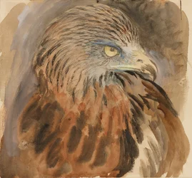 The Head of a Kite, from Life, 30 August - 1 September 1870