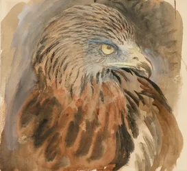 The Head of a Kite, from Life