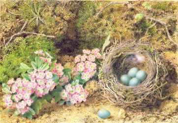 Birds nest and blossom