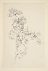 Tree and Foliage