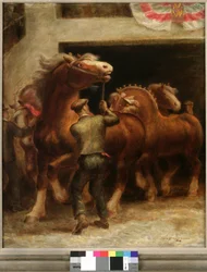 Belgian Stallions