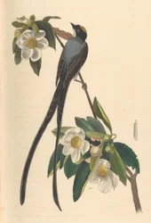 Fork-tailed Flycatcher, Gordonia lasianthus