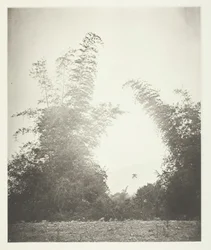Bamboos at Baksa, Formosa