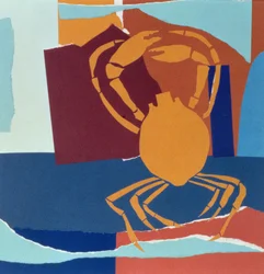 Spider Crab