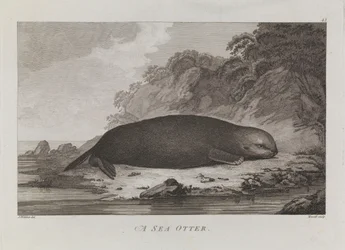 A sea otter