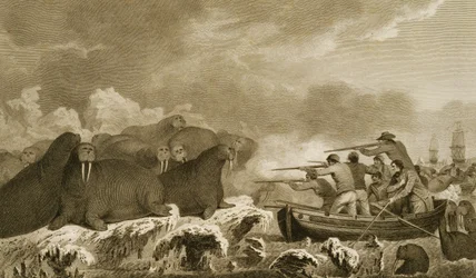Sea Horses, figures by J. Heath, engraved by E. Scott, plate 52 from 