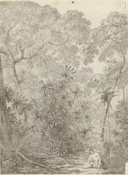 The Fan Palm of Cracatoa
