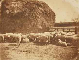 Sheep in a pen