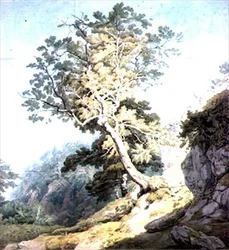 View Near Canonteign, Devon