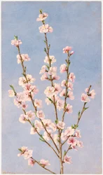 Peach Blossoms