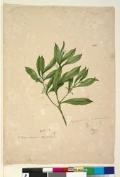 Page 101. Myoporum acuminatum