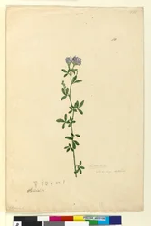 Page 110. Medicago sativa