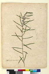 Page 111. Hovea longifolia