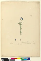 Page 129. Ionidium filiforme