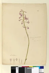 Page 139. Dipodium punctatum