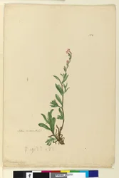 Page 154. Silene naturalized