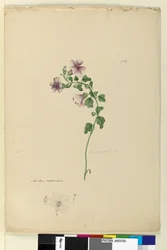 Page 159. Malva capensis