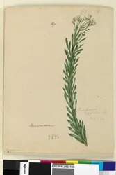 Page 169. Conospermum taxifolium