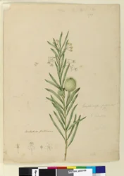 Page 173. Asclepias fruticosa