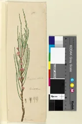 Page 175. Casuarina stricta Allocasuarina verticillata