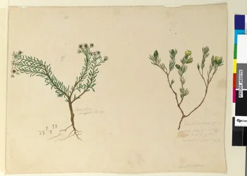 Page 179. Gompholobium; 180. Poranthera ericafolia