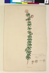 Page 186. Bauera rubioides
