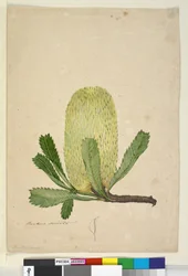 Banksia serrata