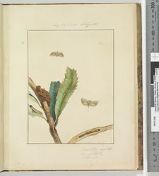 Page 19. Plate 5 Cryptophasa Strigata, 1803-04