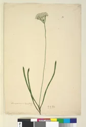 Conospermum longifolium