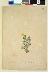 Page 214. Hibbertia diffusa
